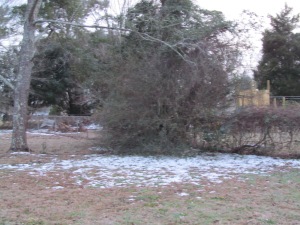 Broken branches in Sumter, SC. #WinterMess