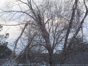 Broken branches in South Carolina. #WinterMess